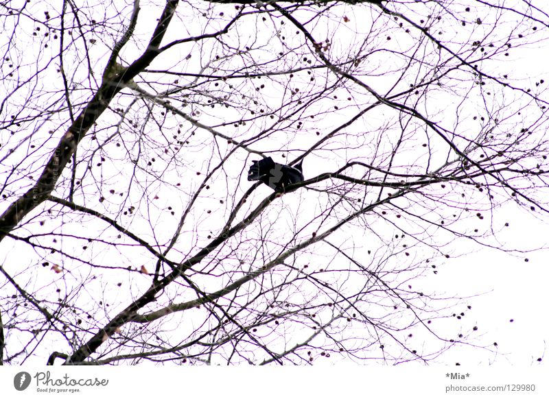 bird Bird Tree Ornament Air Worm's-eye view Black White Pink Silhouette Branch Sky Twig Tall Upward
