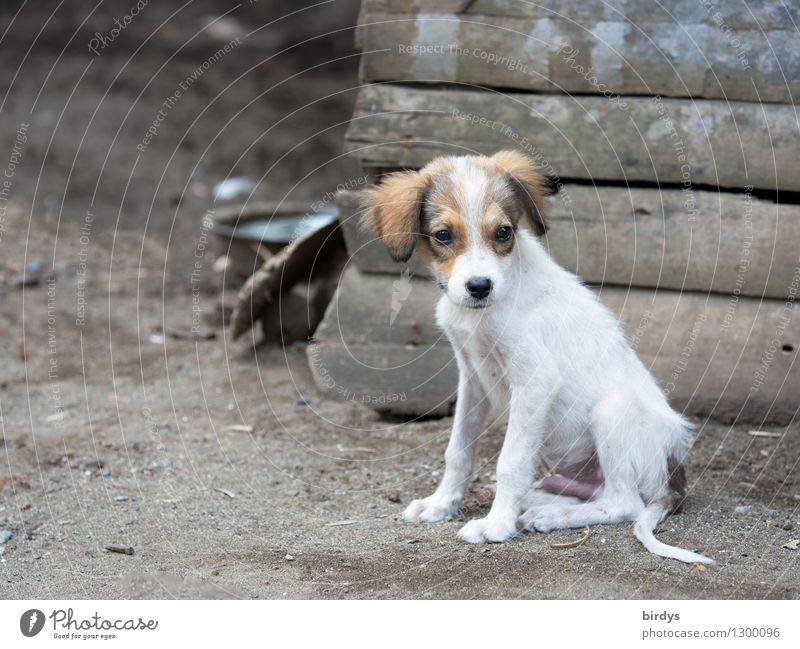 puppy Pet Dog Puppy 1 Animal Baby animal Observe Sit Authentic Beautiful Natural Cute Rural Small Crossbreed Colour photo Exterior shot Deserted Copy Space left