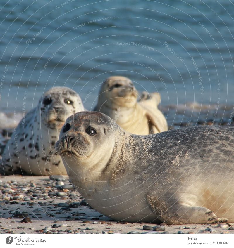 pretty close... Environment Nature Animal Water Summer Beautiful weather Beach North Sea Island Helgoland Wild animal Harbour seal 3 Lie Looking Exceptional