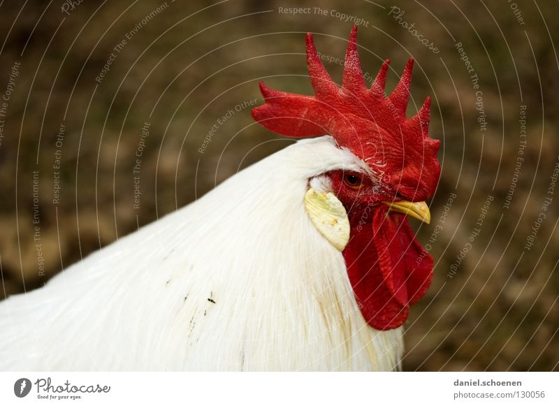Men! Rooster Masculine Red White Black Airs and graces Impressive Beak Silhouette Pet Animal Farm animal Bird impress Feather Profile Boast