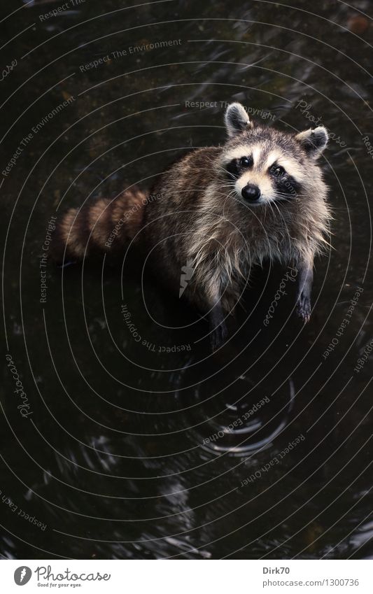 Large laundry Environment Nature Animal Water Park Lakeside Pond New York City Central Park Wild animal Animal face Mammal Raccoon 1 water rings Circle