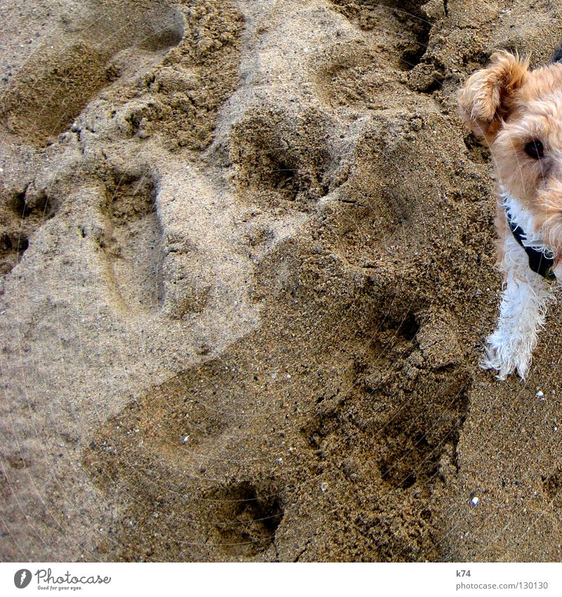 HALF DOG Dog Beach Beige Animal Pelt White Grain of sand Mammal Sand stripless Ear Legs Tracks