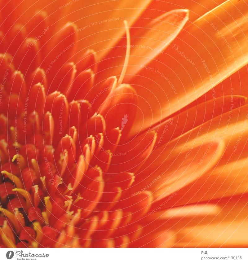 Detail of a Gerbera Flower Macro (Extreme close-up) Blossom Plant Colour macro photography Orange