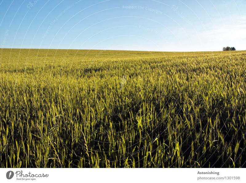 field Environment Nature Landscape Plant Air Sky Cloudless sky Horizon Summer Weather Beautiful weather Tree Agricultural crop Grain Field Austria Growth Bright