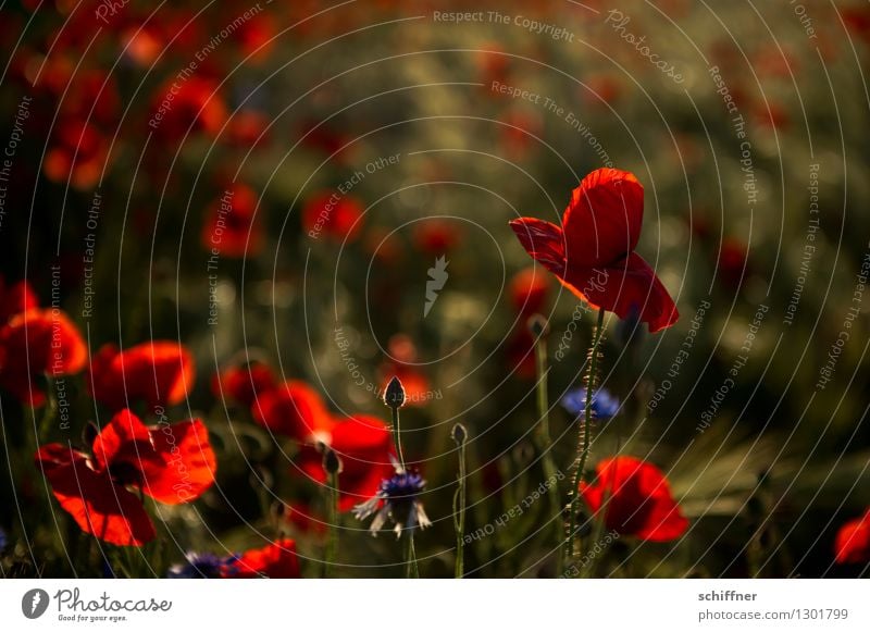 Spreedorado Tell me why ... Plant Sunrise Sunset Beautiful weather Flower Blossom Meadow Field Red Poppy Poppy blossom Poppy field Poppy capsule Poppy leaf