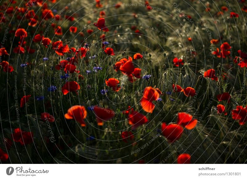 Spreedorado, Monday is poppy day. Nature Plant Beautiful weather Blossom Agricultural crop Field Blue Red Poppy Poppy blossom Poppy field Poppy capsule