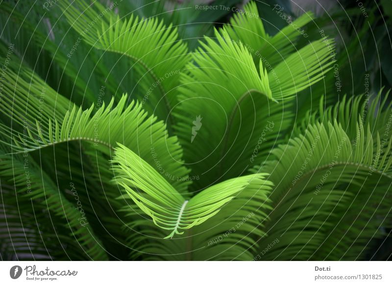 jungle Nature Plant Exotic Green Palm tree Virgin forest Undergrowth Colour photo Exterior shot Deserted Shallow depth of field