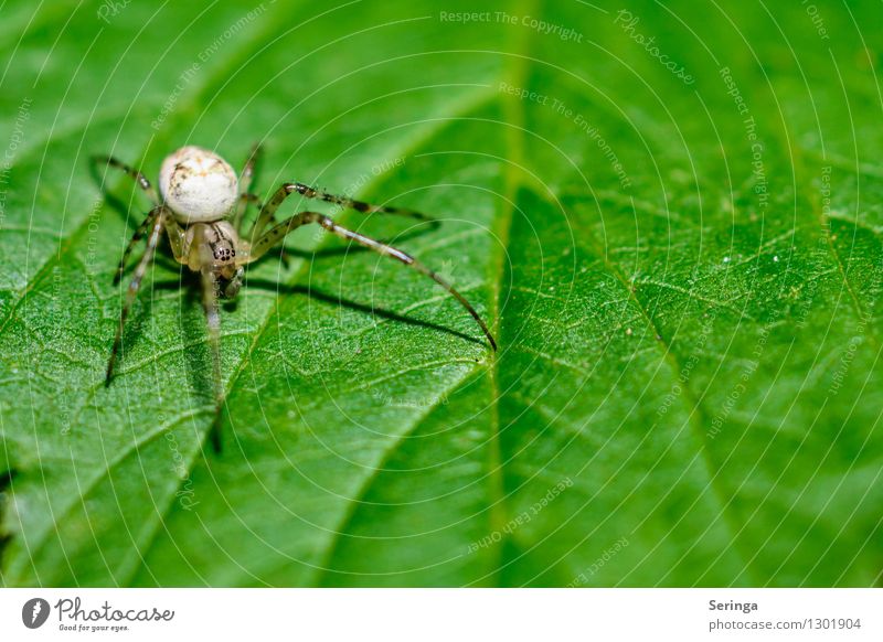 Small but fine Nature Landscape Plant Animal Summer Flower Grass Bushes Leaf Garden Park Meadow Field Forest Spider Animal face 1 Hang Crawl Crab spider