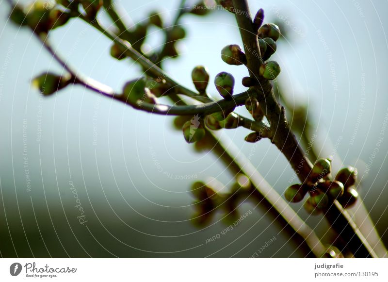 spring Spring Growth Flourish Environment Plant Tree Colour Twig Bud New Nature Branch Shoot Exterior shot