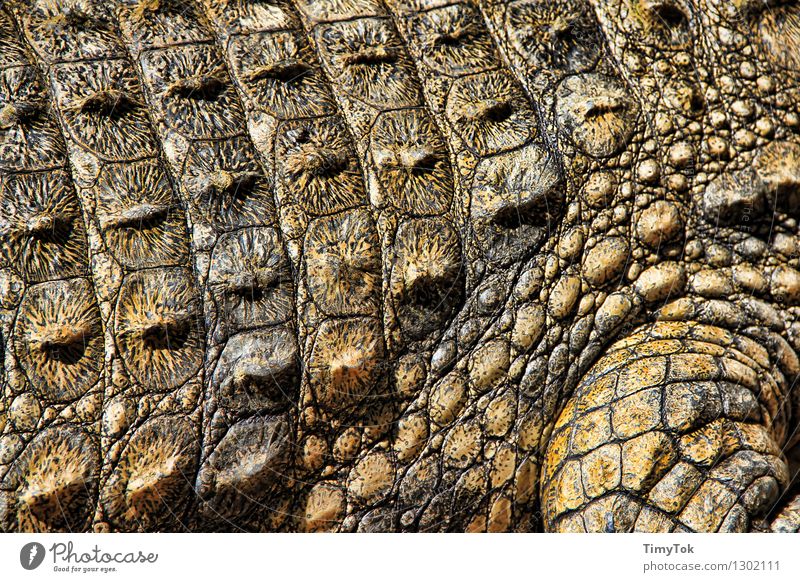 crocodile skin Animal Wild animal Crocodile Threat Exotic Thorny Brown Green Colour photo Close-up Deserted