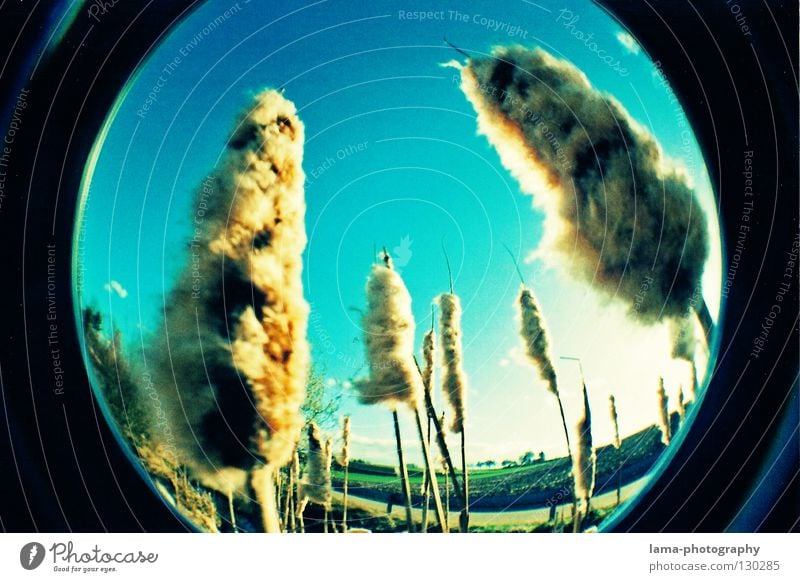 THE FUTURE Sun Sunbeam Summer Common Reed Grass Blade of grass Absorbent cotton Soft Wind Breeze Morning Fisheye Round Snapshot Wide angle Washer Analog Nature