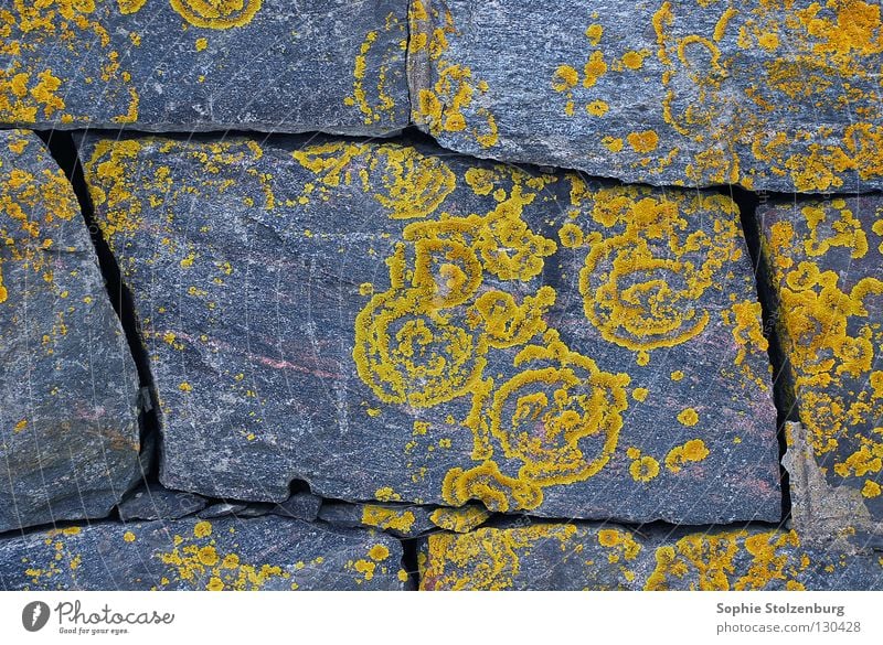 Braid 2 Wall (barrier) Pattern Ornament Natural growth Gray Yellow Plant Stone Minerals Lichen Nature