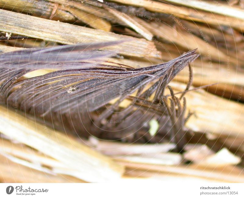 straw_bale_macro Straw Bale of straw Transience Stubble field Feather