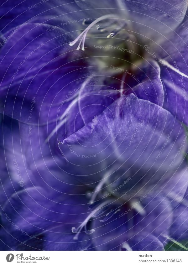 lavender Plant Summer Blossom Blossoming Blue Violet White Gladiola Double exposure Colour photo Exterior shot Abstract Structures and shapes Deserted