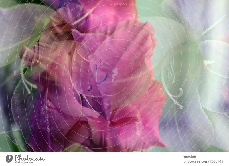 apogée Plant Autumn Blossom Blossoming Green Pink White Gladiola Double exposure Colour photo Exterior shot Abstract Pattern Structures and shapes Deserted Day