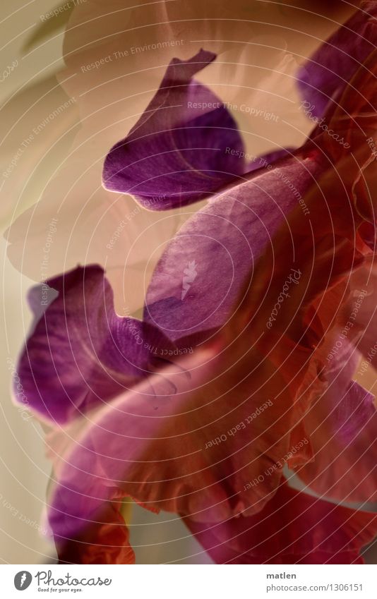 fioritura Plant Flower Blossoming Brown Violet Pink Red Double exposure Gladiola Colour photo Exterior shot Abstract Structures and shapes Deserted Day Contrast