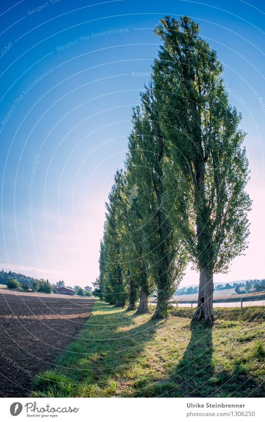 poplar avenue Environment Nature Landscape Plant Autumn Beautiful weather Tree Poplar Field Forest Movement Stand Growth Tall Long Natural Thin Point Power