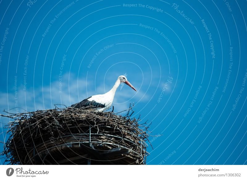 Encounter with a stork. In his "dream house" in Adelsdorf. On his nest in sunshine and blue sky. Harmonious Trip Summer Dream house Environment