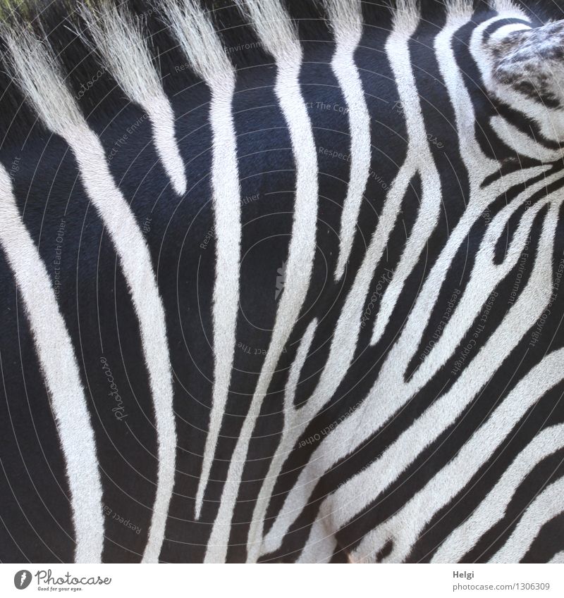 bodypainting Animal Wild animal Pelt Zoo Zebra 1 Line Stripe Stand Esthetic Authentic Beautiful Uniqueness Natural Black White Bizarre Creativity Life Nature