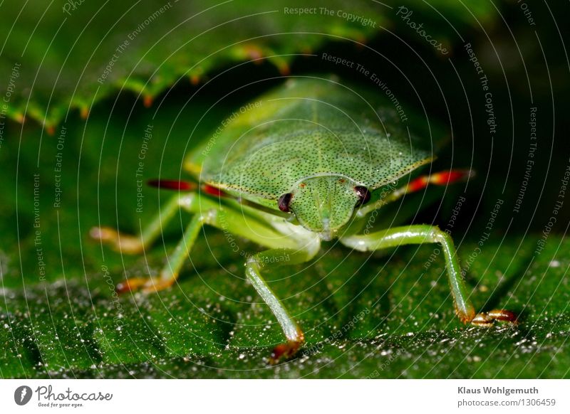 Greenery 3 Environment Nature Animal Summer Plant Leaf Park Forest Beetle Animal face Shield bug 1 Looking Sit Wait Red Black Feeler Compound eye Colour photo