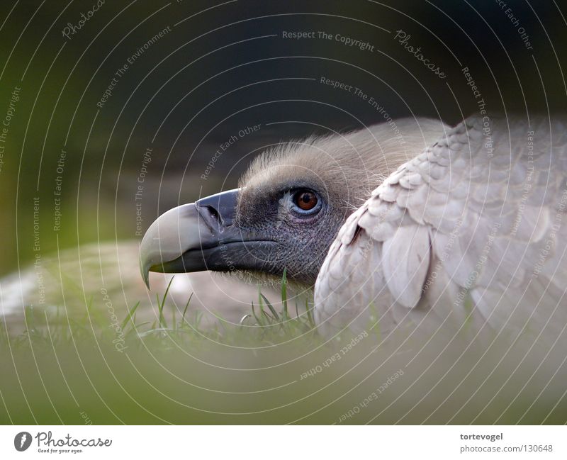 bird of prey Zoo Grass Grief Cage Enclosed Bird Animal Vulture Eagle Bird of prey Narrow Closed Exterior shot Beak Feather Mountain Penitentiary Sadness Freedom