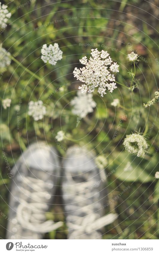on the other side of the road ... Footwear Sneakers Chucks Feet Field Meadow Grass Flower Common Yarrow Meadow flower Nature Blur