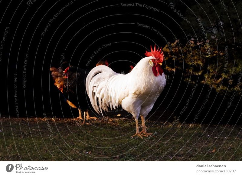 the boss Rooster Barn fowl Superior Masculine Red White Black Airs and graces Impressive Beak Silhouette Pet Animal Farm animal Bird Power Force impress Feather