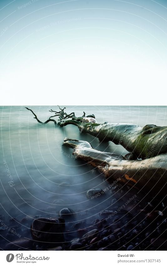 from bygone times tree Long exposure Water Ocean stones somber Decline Transience Past Old age Former Colour photo Fog Shroud of fog gloomy atmosphere Creepy