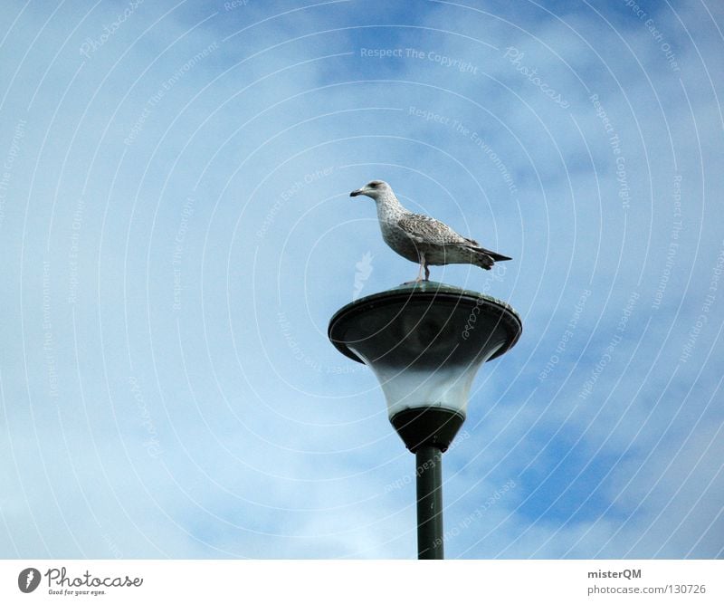 La seagull. Seagull Bird Lamp Break Clouds Ocean Small Black-headed gull  Harbour Beach Coast lower domiciled Glass Sky Partially visible Detail Near