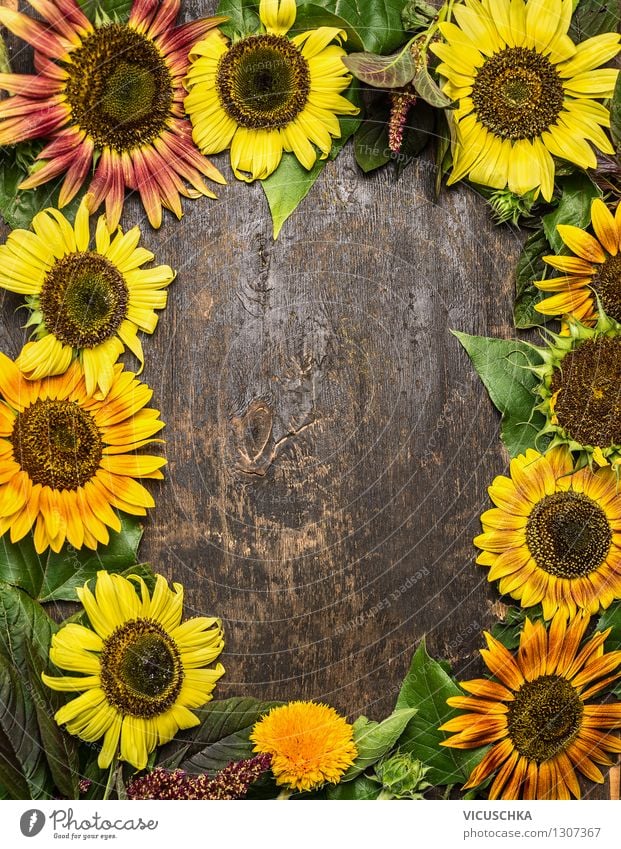 vintage sunflower background