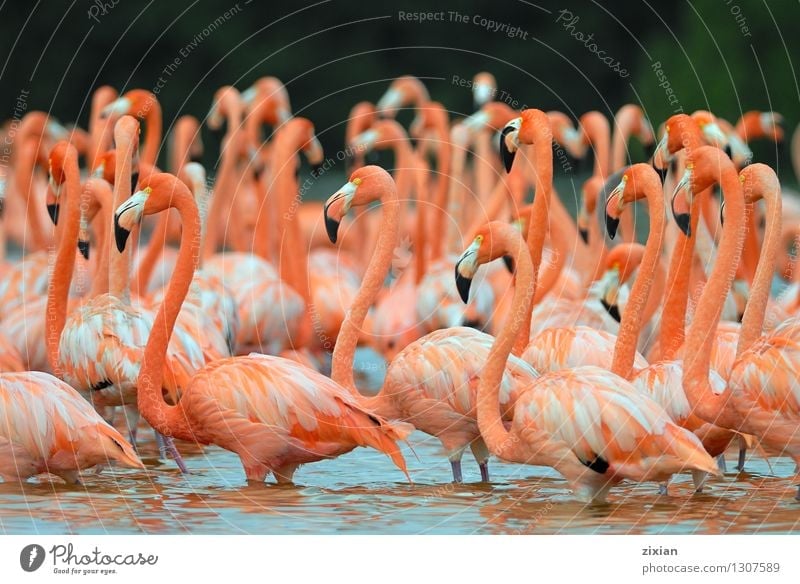 Greater Flamingos,phoenicopterus roseus, standing in the river Animal Wild animal Bird Wing Group of animals Swimming & Bathing Beautiful Cute Multicoloured
