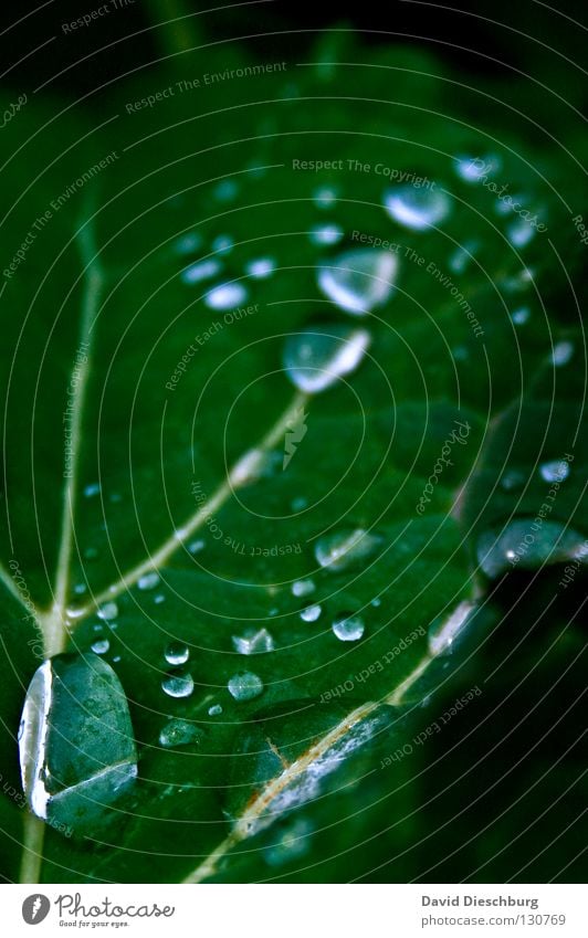 Green leaf in the rain Leaf Drops of water Reflection Dark green Plant Field Meadow Macro (Extreme close-up) Close-up Thunder and lightning Water Rain pearls