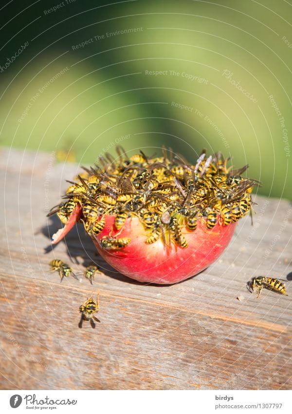 hunger Fruit Apple Nutrition Wasps Group of animals Flock Wood To feed Feeding Authentic Disgust Yellow Green Red Determination Appetite Voracious Food envy
