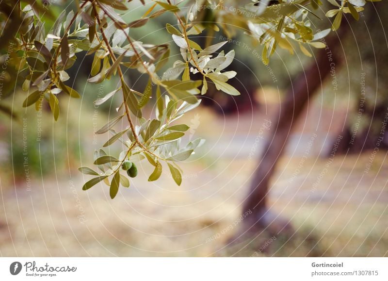 olive grove Environment Nature Plant Summer Tree Agricultural crop Green Olive tree Olive grove Olive leaf Twigs and branches Turkey the Aegean Colour photo