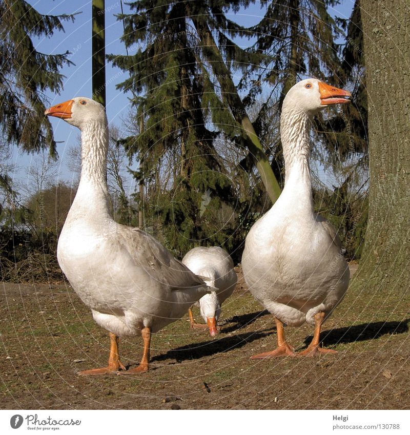 three free-range geese on a farm Goose Poultry White Farm Downy feather Fuzz Soft Beak Meadow Grass Green Brown Waddle Stand Looking 3 Tree Fir tree Tree bark