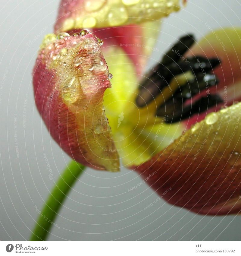 Tulip drip wet Flower Blossom Spring Old Blossoming Transience Vessel Arrangement Looking Blossom leave Blue Black Pink Yellow Green Stalk Isolated Image Wet