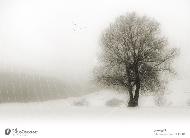 melancholic - fog winter. Tree Fog Winter Snowscape Monochrome Territory Field Comfortless Nature Weather Landscape clapped Cold Frost Sadness Exterior shot