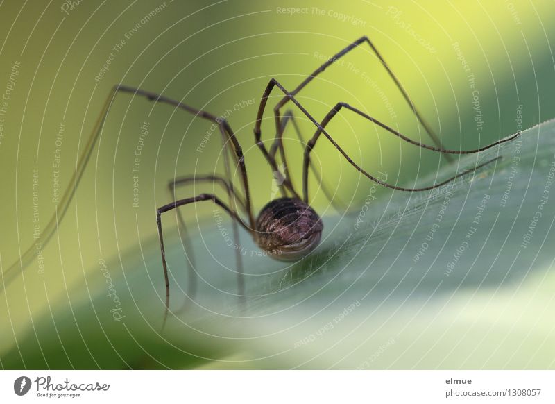 Daddy Long Legs Spider Royalty-Free Images, Stock Photos