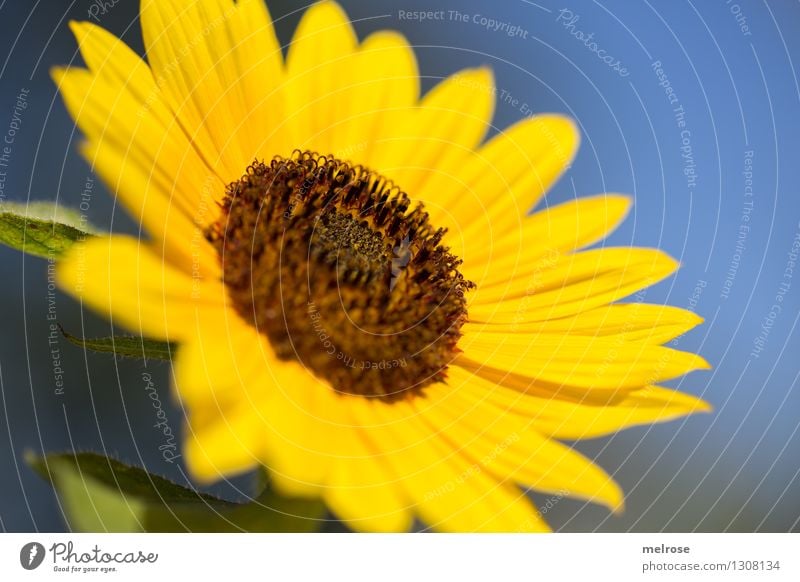 Sunshine lastig ... Sunflower oil Sunflower seed Elegant Style Nature Cloudless sky Summer Beautiful weather Flower Blossom Agricultural crop Flowering plant