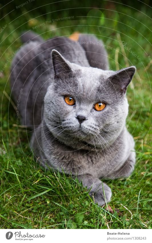 Lord of and to Bernstein invites to audience Lifestyle Nature Summer Beautiful weather Grass Meadow Hair and hairstyles Gray-haired Cat Animal face Paw