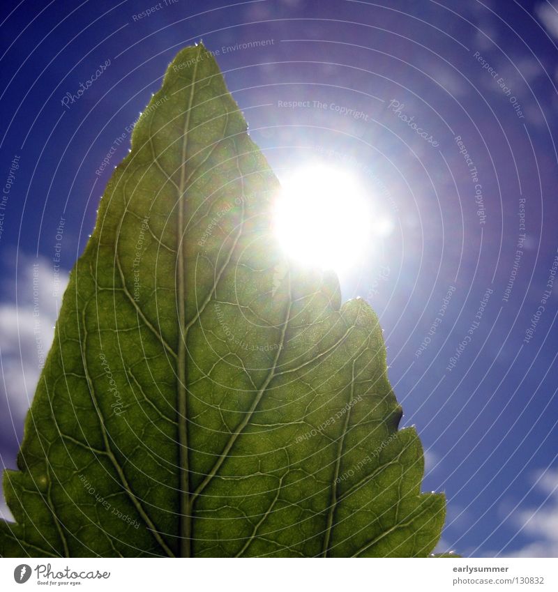 greenscreen-ing Sun Nature Plant Sky Clouds Sunlight Spring Summer Leaf Foliage plant Agricultural crop Bright Near Blue Green Colour Hibiscus Photosynthesis