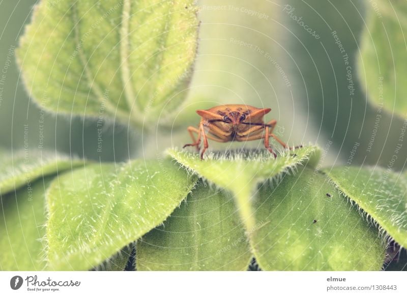 bugged Plant Leaf Meadow Bug Listening Observe Sit Exceptional Threat Creepy Small Near Curiosity Brown Green Cool (slang) Attentive Watchfulness Fear