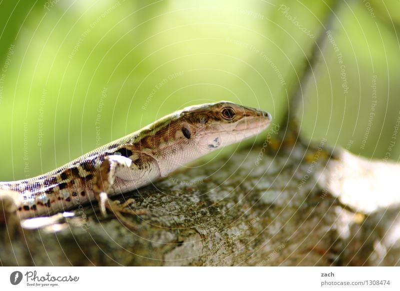 AT THE TOP OF THE STAIRS. Saurians Lizards Green Nature Tree Animal Tree trunk Sit Scales Reptiles