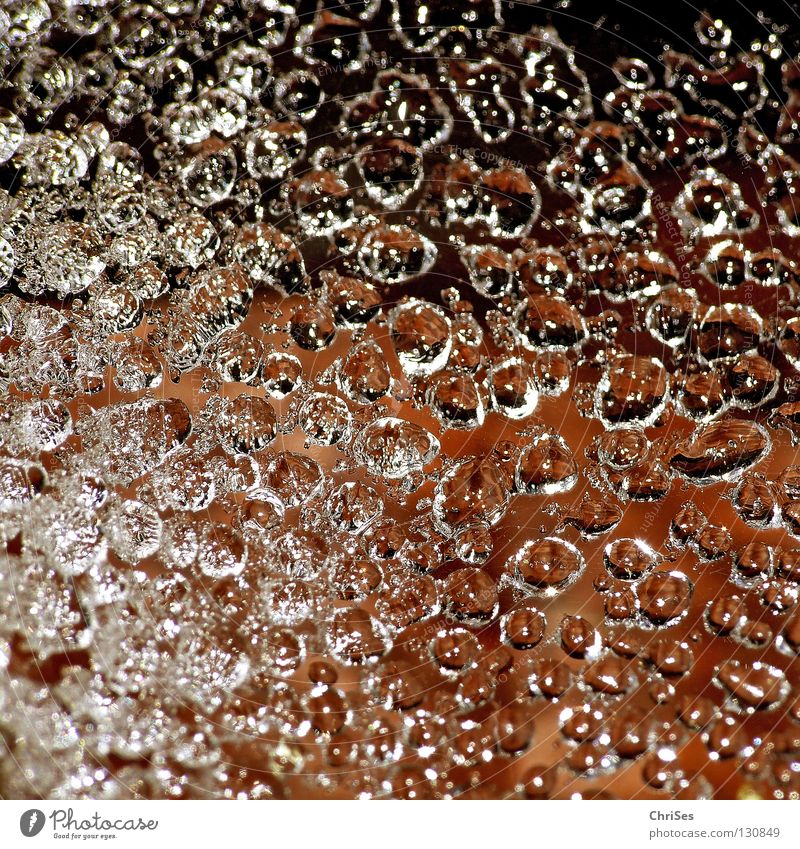 Dewdrop_02 Hoar frost Thaw Frozen Spider's web Winter Brown Black Ice Northern Forest Macro (Extreme close-up) Close-up Water Rope Drops of water Net