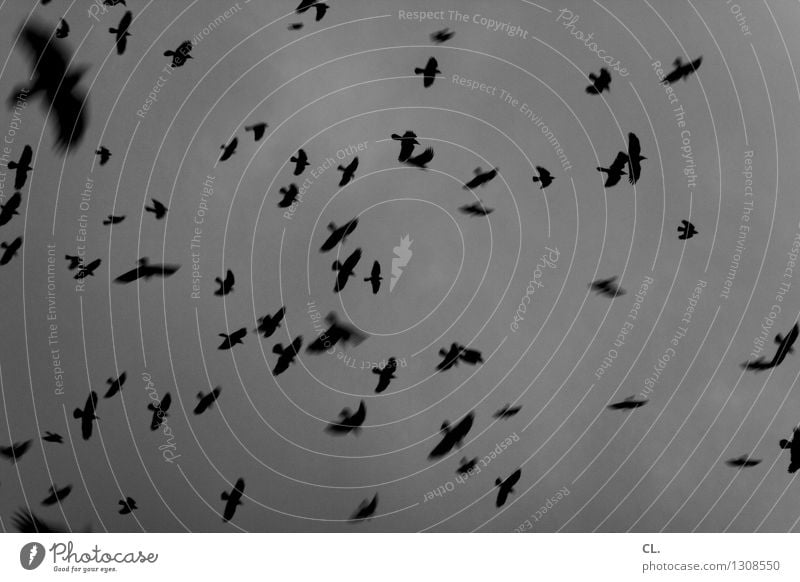 birds Environment Nature Sky Clouds Bad weather Animal Bird Group of animals Flock Flying Dark Infinity Freedom Complex Evening Twilight Flock of birds Movement