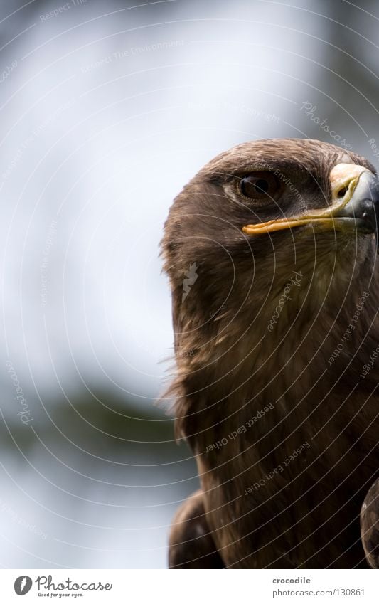 eagle eye Eagle Hunter Kill Beak Captured Bird Beautiful Flying roaring bird Aviation Feather Wing Freedom Eyes
