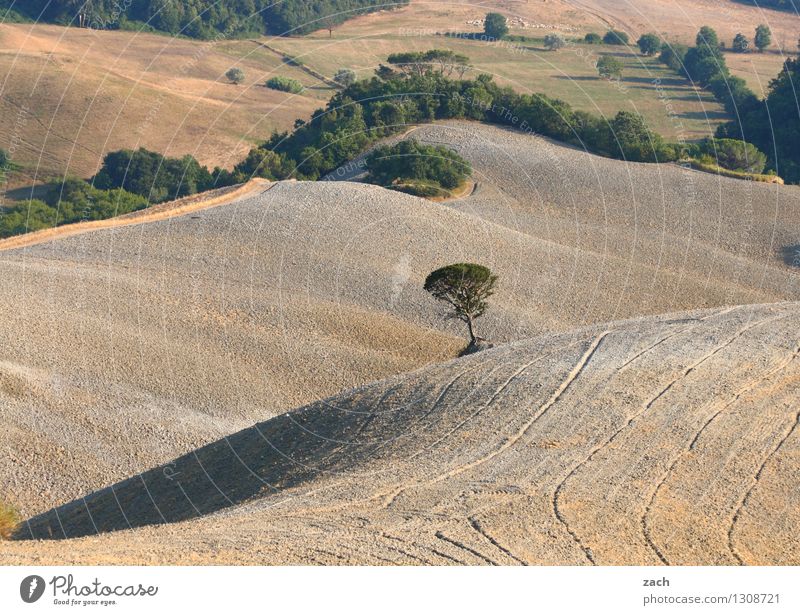 lone fighters Environment Nature Landscape Elements Earth Sand Climate change Drought Plant Tree Field Hill Desert Italy Tuscany To dry up Growth Dry Brown