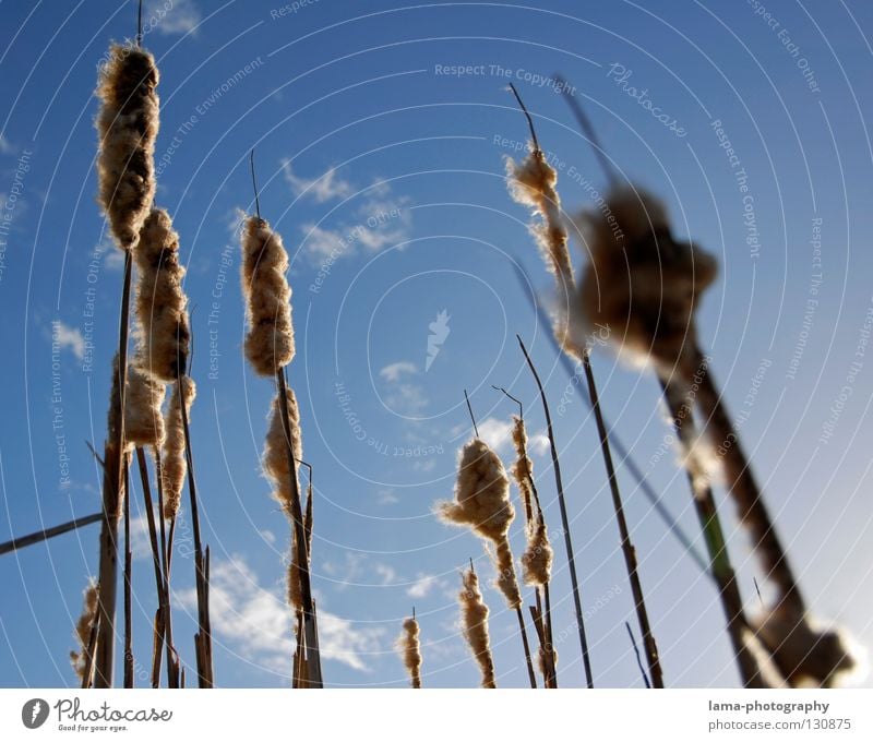 Skywards Sunbeam Summer Common Reed Grass Blade of grass Absorbent cotton Soft Wind Breeze Morning Shadow Nature good weather Blue sky Coast Landscape