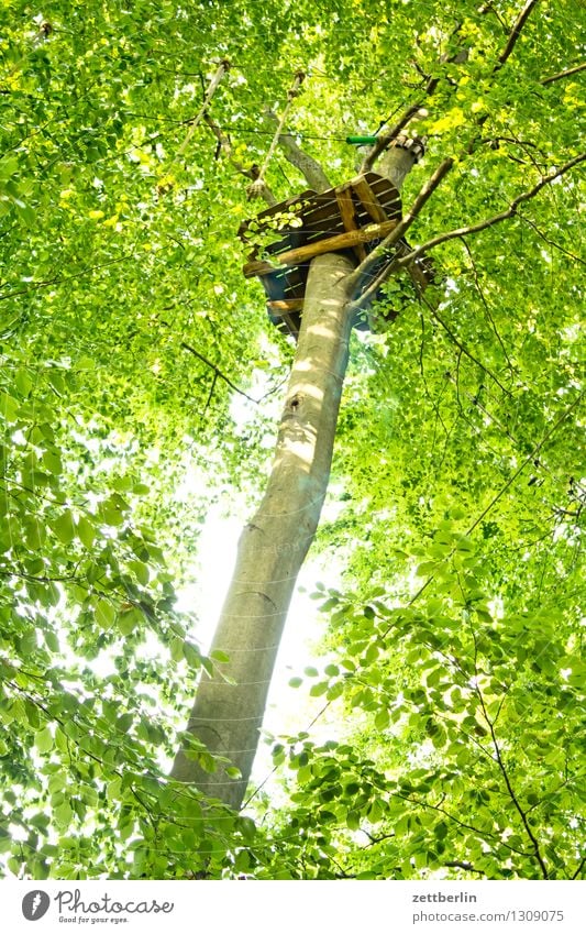 tree house Tree House (Residential Structure) Tree house Climbing Climbing facility high-ropes garden Sports Worm's-eye view Tree trunk Leaf Branch Twig Forest