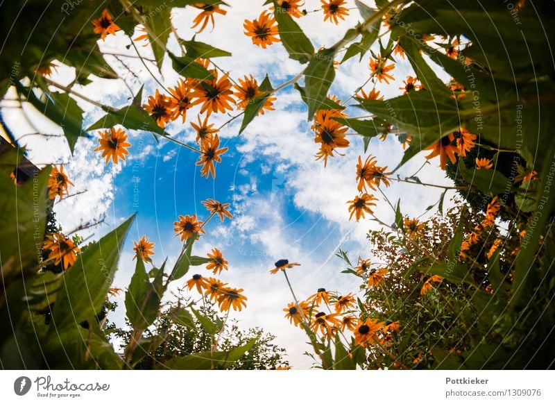 coneflower Nature Plant Sky Clouds Summer Flower Blossom Blossoming Esthetic Happiness Fresh Infinity Natural Positive Juicy Blue Yellow